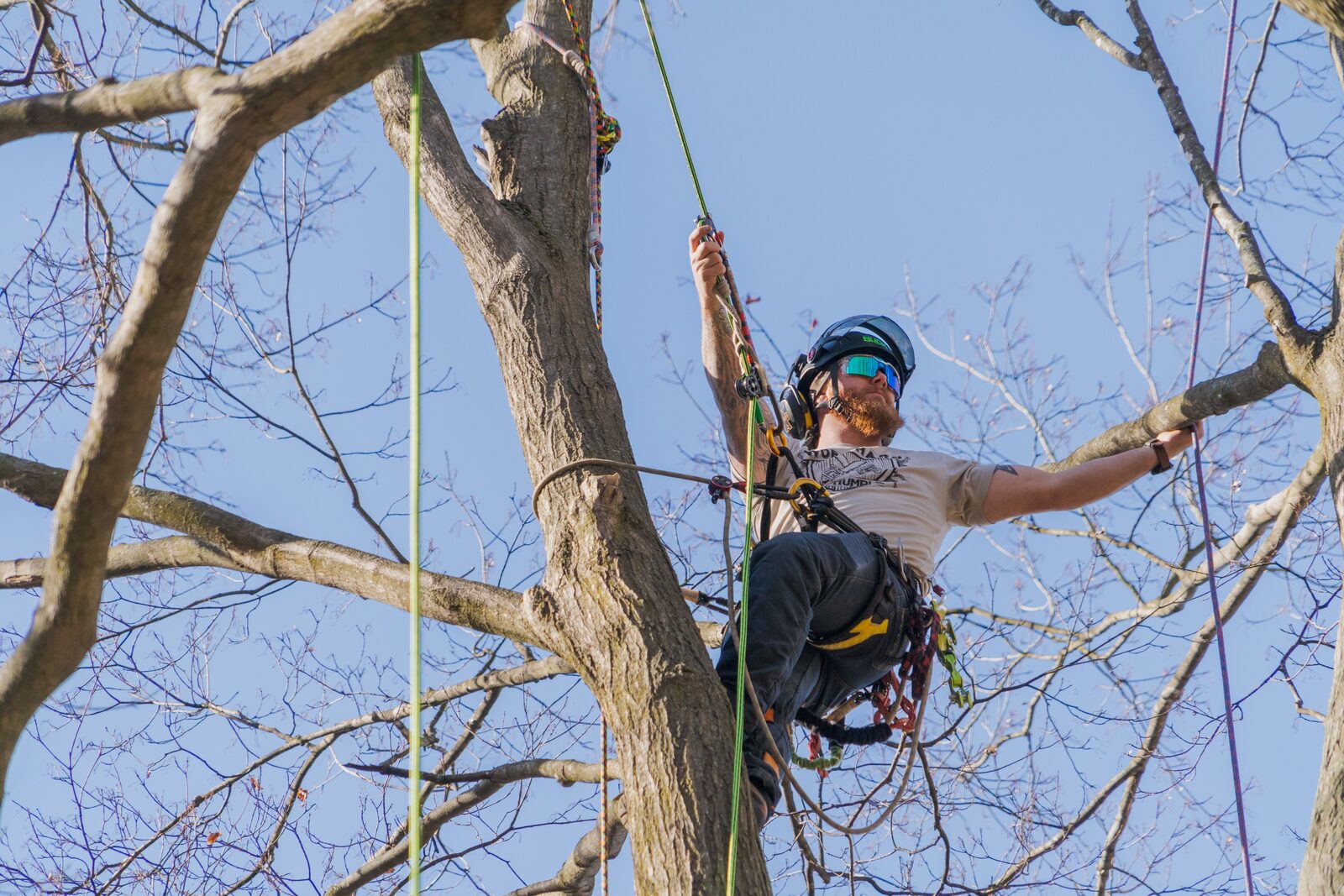 Arborist climbing in a tree using rope for positioning